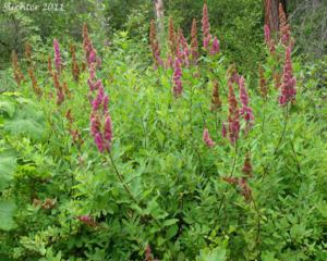 Спирея Дугласа(Spiraea douglasii); 60-100(см); С5